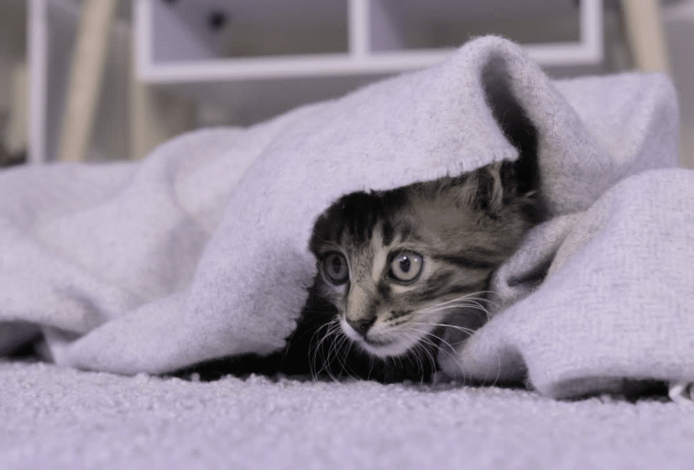 Prepare Your Home for a Power Outage in 6 Steps