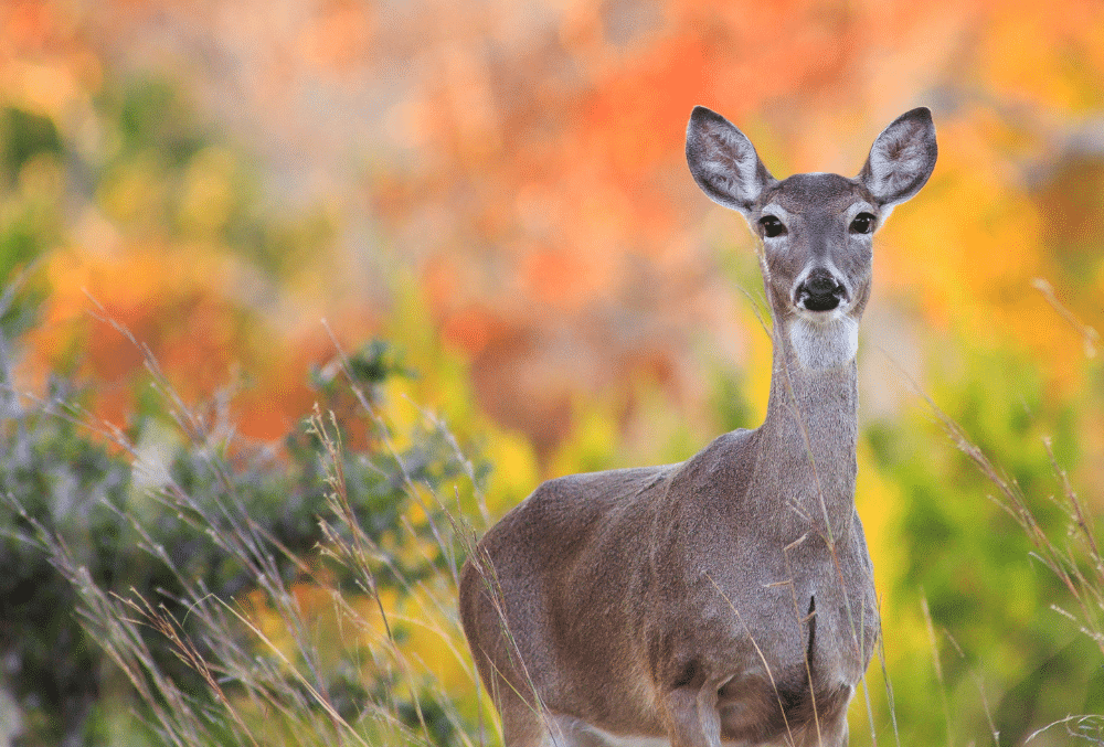 What to do when in a collision with wildlife