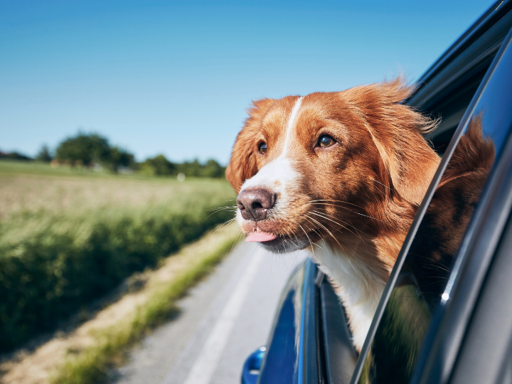Top 10 tips for pet safety on the road